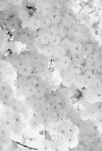 [Cuvie] Girlie [Digital]