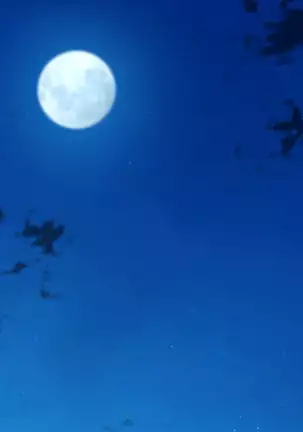 Ie Deshitara JK ni Hirowarete Ero Pet ni Narimashita.